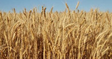 आज का गेहूँ मंडी रेट (16 मार्च 2026) आज का गेहूँ मंडी रेट (16 मार्च 2026)