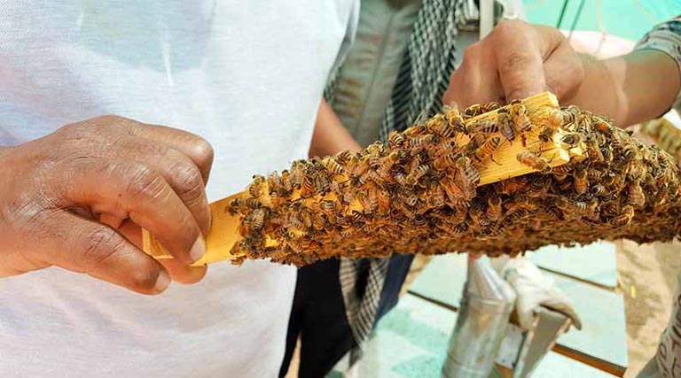 मधुमक्खी पालन विषय पर सेमिनार एवं प्रशिक्षण कार्यक्रम आयोजित