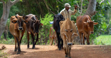 एमपी में आवारा मवेशियों की पहचान करने के लिए 12 अंकों वाला टैग लगाया जाएगा