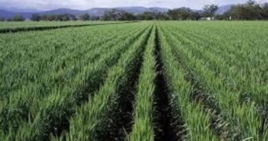 किसान कल्याण वर्ष 2026: सीहोर में कृषि योजनाओं ने पकड़ी रफ्तार, कई लक्ष्यों में उल्लेखनीय प्रगति