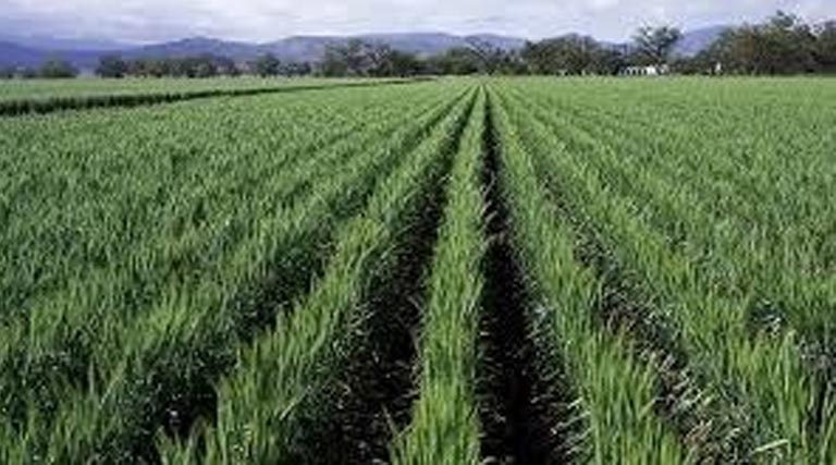 किसान कल्याण वर्ष 2026: सीहोर में कृषि योजनाओं ने पकड़ी रफ्तार, कई लक्ष्यों में उल्लेखनीय प्रगति