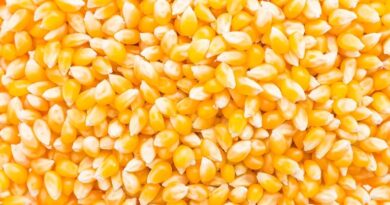 राजस्थान में किसानों को फ्री में मिलेंगे मक्का और बाजरा के बीज