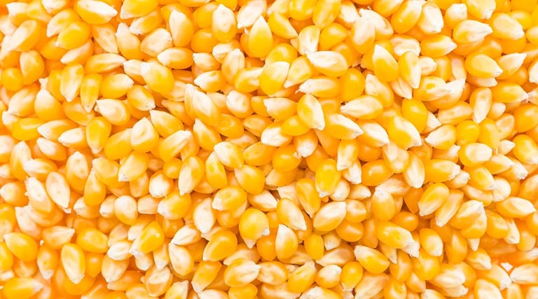 राजस्थान में किसानों को फ्री में मिलेंगे मक्का और बाजरा के बीज