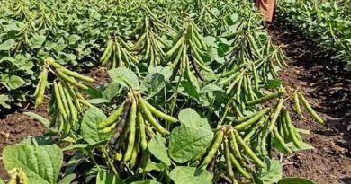 मनीष ने जायद उड़द में लिया 7 क्विंटल / एकड़ का औसत उत्पादन