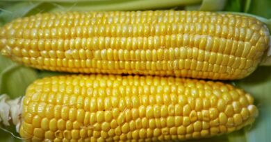 मक्का मंडी रेट (03 मार्च 2026) 