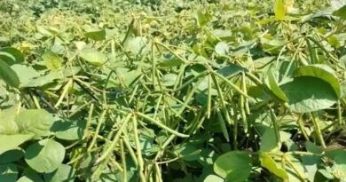 पौष्टिकता से भरपूर मूंग और उड़द की फसलें