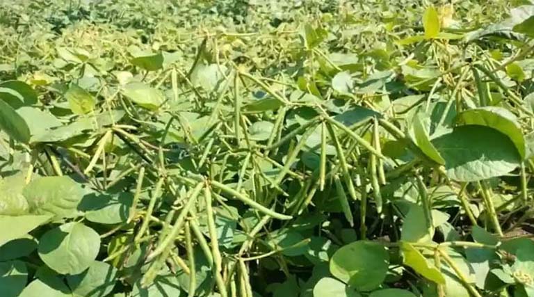 पौष्टिकता से भरपूर मूंग और उड़द की फसलें