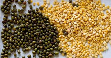 महावीरा जिरोन पावर प्लस से पाएं जायद मूंग / उड़द  का गुणवत्तायुक्त बेहतर उत्पादन