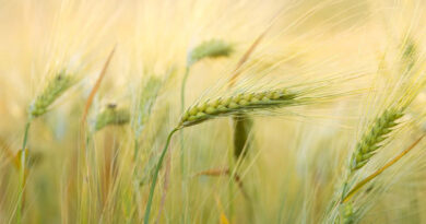 इंदौर संभाग में 1 लाख 91 हजार से अधिक किसानों ने कराया पंजीयन