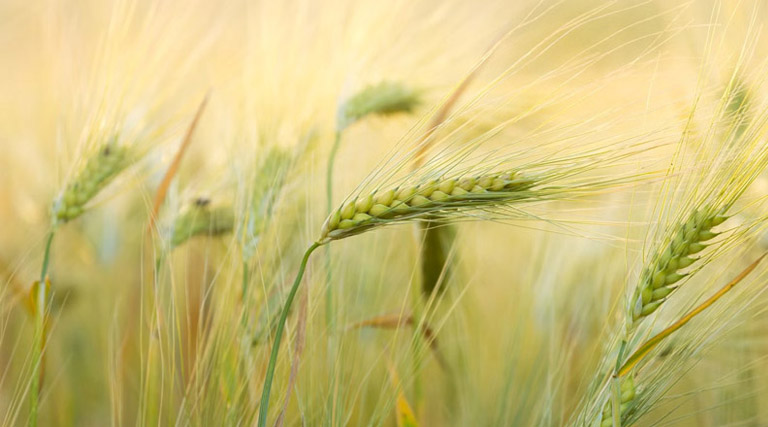 इंदौर संभाग में 1 लाख 91 हजार से अधिक किसानों ने कराया पंजीयन