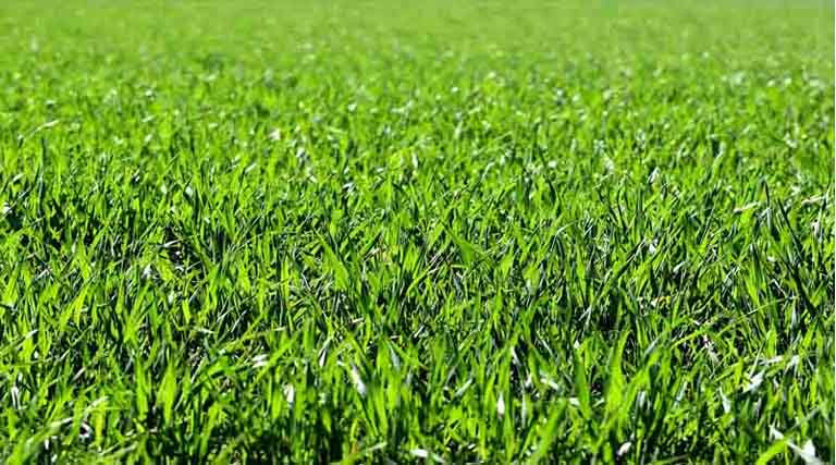 मध्यप्रदेश: रायसेन में चारा संकट की आशंका, 30 जून तक भूसा और पशु चारा निर्यात पर रोक