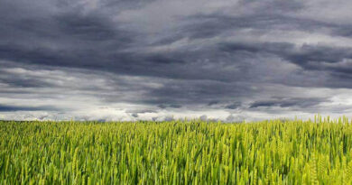 सीहोर जिले में कृषि क्षेत्र में केंद्र सरकार की योजनाओं में उल्लेखनीय प्रगति