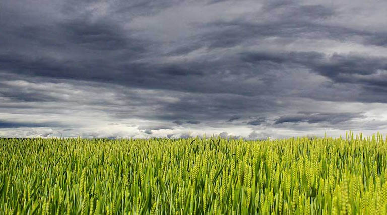 सीहोर जिले में कृषि क्षेत्र में केंद्र सरकार की योजनाओं में उल्लेखनीय प्रगति