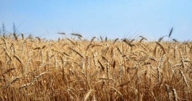 गेहूँ मंडी रेट (03 मार्च 2026) गेहूँ मंडी रेट (03 मार्च 2026)