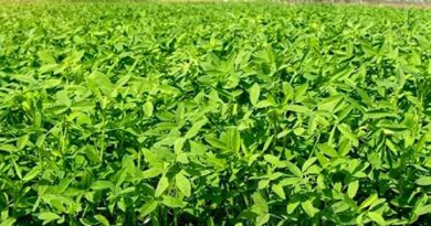 रायसेन जिले में पशु चारा- भूसे  का निर्यात प्रतिबंधित