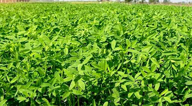 रायसेन जिले में पशु चारा- भूसे  का निर्यात प्रतिबंधित