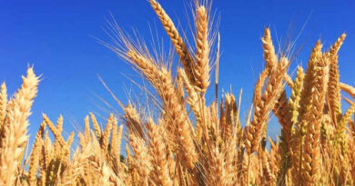 इंदौर, उज्जैन, भोपाल और नर्मदापुरम संभाग में 1 अप्रैल तथा शेष संभागों में 7 अप्रैल से होगी गेहूँ खरीदी