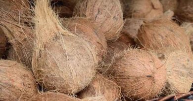 नारियल उत्पादन में भारत नंबर 1, केंद्र की ‘नारियल संवर्धन योजना’ से बढ़ेगी उत्पादकता और किसानों की आय