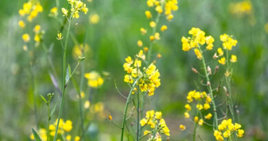 Rajasthan Mustard Rate: 18 मार्च को 10,491 रुपये तक बिकी सरसों, टोंक में सबसे ज्यादा आवक, जानें ताजा मंडी भाव