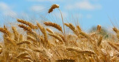 UP Wheat Rate: 18 मार्च को गेहूं 2600 रुपये तक पहुंचा रेट, ललितपुर में सबसे ज्यादा आवक, जानें ताजा मंडी भाव