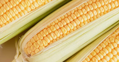 आज का मक्का मंडी रेट (18 मार्च 2026) 