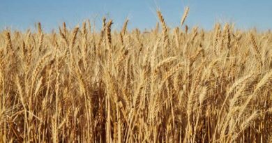 आज का गेहूँ मंडी रेट (18 मार्च 2026)