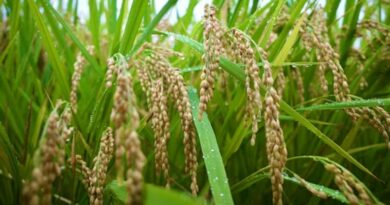 आज का धान मंडी रेट (18 मार्च 2026)