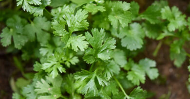 ग्रीष्मकालीन फसलों की बुवाई में गिरावट, कुल 1.03 लाख हेक्टेयर क्षेत्र घटा; तिलहन में हल्की बढ़ोतरी