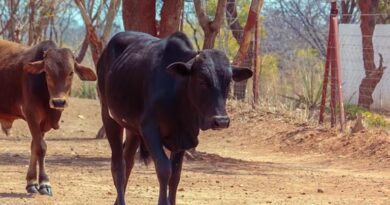 पशुपालन विभाग अब ‘गौपालन एवं पशुपालन विभाग’ के नाम से जाना जाएगा