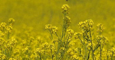 छिंदवाड़ा: सरसों पंजीयन की अंतिम तिथि 20 मार्च