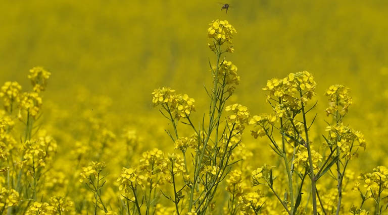 छिंदवाड़ा: सरसों पंजीयन की अंतिम तिथि 20 मार्च