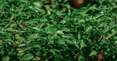 धार में कृषि विज्ञान मेले का आयोजन, आयुष विभाग ने किसानों को दी अश्वगंधा-चिया जैसी औषधीय फसलों की जानकारी  