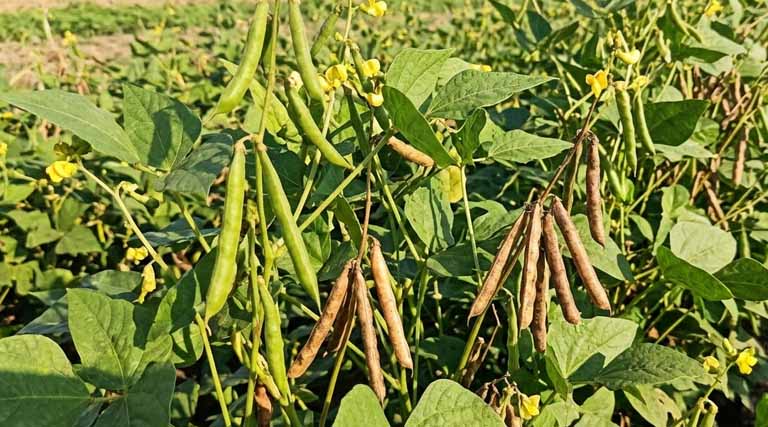 किसान भाइयों से अपील: ग्रीष्मकालीन मूंग में कीटनाशक एवं खरपतवार नाशक का उपयोग कम करें