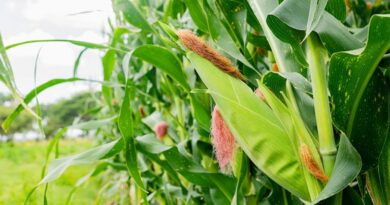 कृषि वैज्ञानिक की सलाह: रबी फसल कटाई के बाद खेत तैयार कर शीघ्र ग्रीष्मकालीन मक्का, भिंडी व लोबिया बोएं