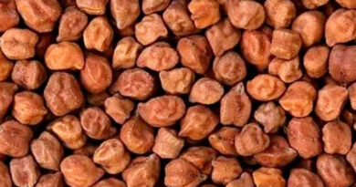 श्योपुर: समर्थन मूल्य पर चने का उपार्जन 30 मार्च से