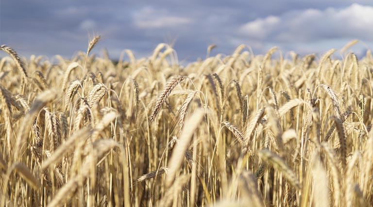 22 एवं 28 मार्च को गेहूं की खरीद-बिक्री के लिए रतलाम मंडी खुली रहेगी