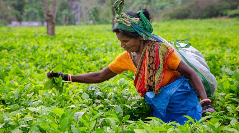 एआईसी ने शुरू की ‘कृषि सखी’ पहल, महिला किसानों को सशक्त बनाने का लक्ष्य  