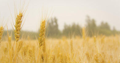 आगर मालवा: गेहूं उपार्जन केंद्रों पर नोडल अधिकारियों की नियुक्ति