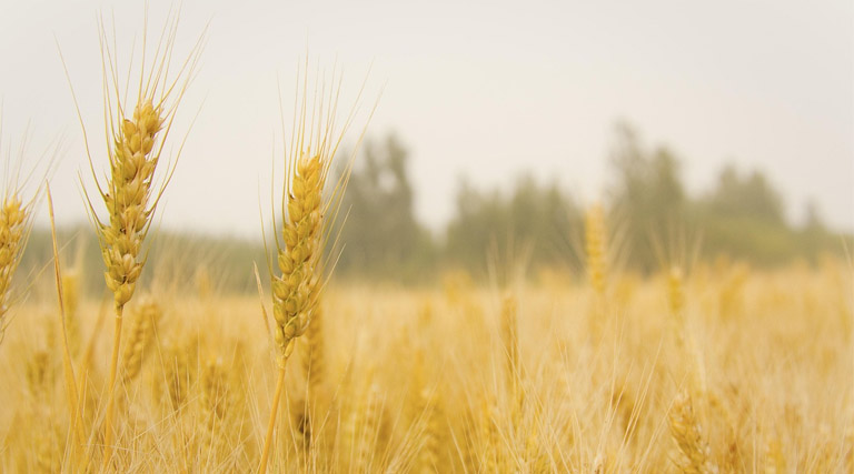आगर मालवा: गेहूं उपार्जन केंद्रों पर नोडल अधिकारियों की नियुक्ति