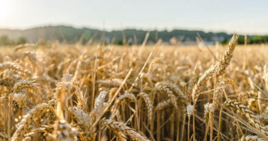 इंदौर, उज्जैन, भोपाल और नर्मदापुरम संभाग में 1 अप्रैल तथा शेष संभागों में 7 अप्रैल से होगी गेहूं खरीदी : खाद्य मंत्री श्री राजपूत