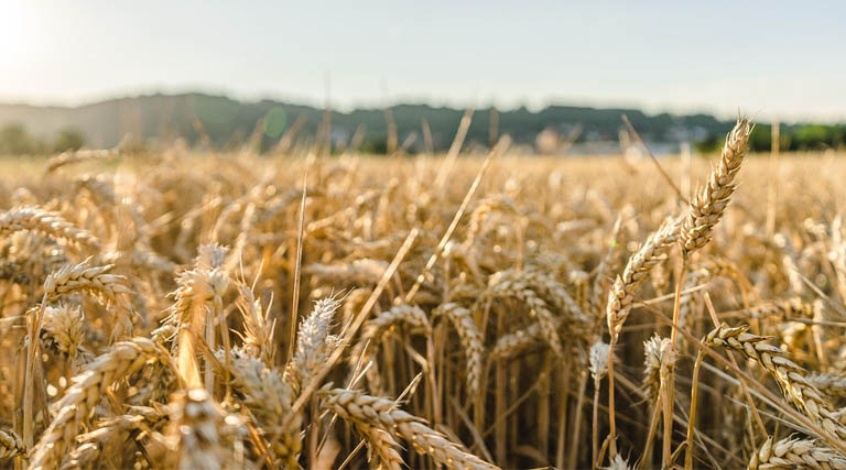 इंदौर, उज्जैन, भोपाल और नर्मदापुरम संभाग में 1 अप्रैल तथा शेष संभागों में 7 अप्रैल से होगी गेहूं खरीदी : खाद्य मंत्री श्री राजपूत