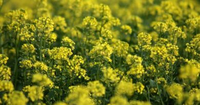 रबी सीजन 2026: चित्तौड़गढ़ में सरसों व चना की MSP पर खरीद एक अप्रैल से होगी शुरू