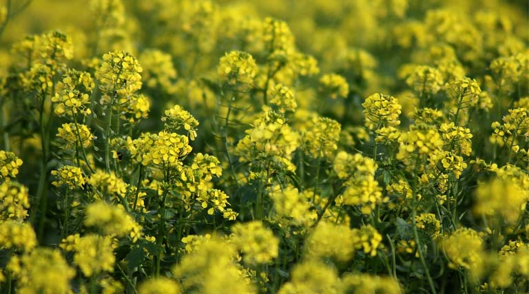 रबी सीजन 2026: चित्तौड़गढ़ में सरसों व चना की MSP पर खरीद एक अप्रैल से होगी शुरू