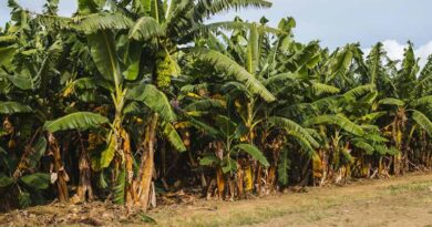 जलगांव में ₹200 करोड़ का ‘केला क्लस्टर’ स्वीकृत: बागवानी क्षेत्र को मिलेगा बड़ा प्रोत्साहन