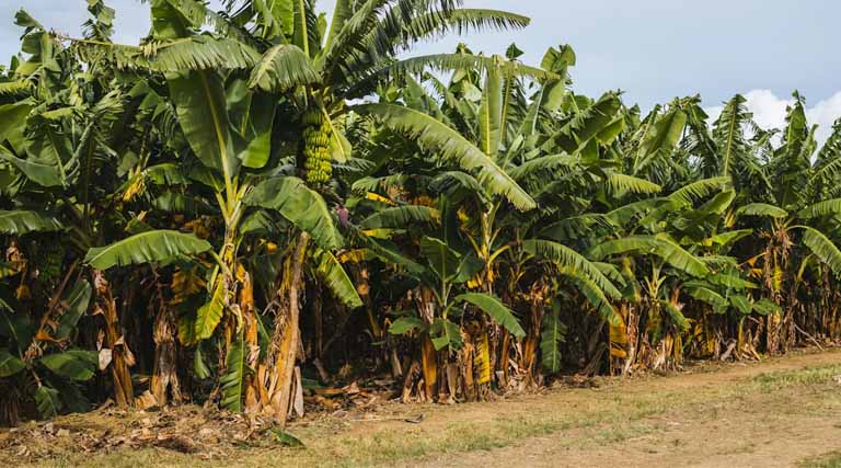 जलगांव में ₹200 करोड़ का ‘केला क्लस्टर’ स्वीकृत: बागवानी क्षेत्र को मिलेगा बड़ा प्रोत्साहन