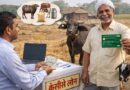 पशुपालकों को भी मिलेगा केसीसी से लोन पशुपालकों को भी मिलेगा केसीसी से लोन
