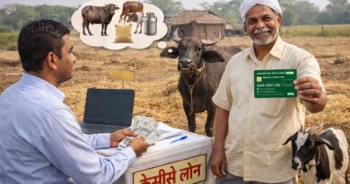 पशुपालकों को भी मिलेगा केसीसी से लोन पशुपालकों को भी मिलेगा केसीसी से लोन
