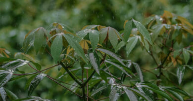 Weather Update: देशभर में वेदर सिस्टम एक्टिव, मध्य प्रदेश, बिहार, झारखंड में ओलावृष्टि-बारिश का खतरा