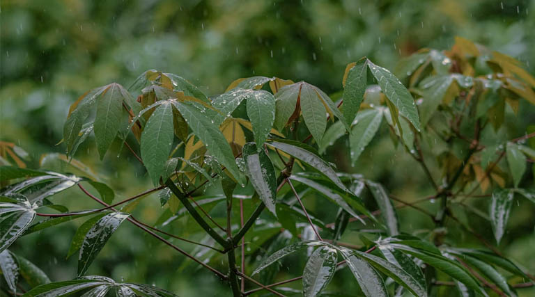 Weather Update: देशभर में वेदर सिस्टम एक्टिव, मध्य प्रदेश, बिहार, झारखंड में ओलावृष्टि-बारिश का खतरा
