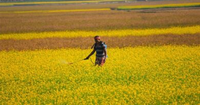 कीटनाशक कीमतें 20–25% बढ़ेंगी, पश्चिम एशिया संकट का असर: क्रॉपलाइफ इंडिया कीटनाशक कीमतें 20–25% बढ़ेंगी, पश्चिम एशिया संकट का असर: क्रॉपलाइफ इंडिया